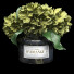 Ramo Hortensia - Pro
