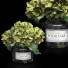 Ramo Hortensia - Pro