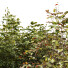 Árbol y arbustos HQ Caja de Jardín Exterior Volumen 34 - Pandora-land