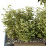 Árbol y arbustos HQ Caja de Jardín Exterior Volumen 34 - Pandora-land