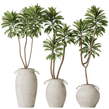 Rośliny doniczkowe  HQ House Euphorbia Drupifera Sunshine Agaveville Set 03 Model 3D