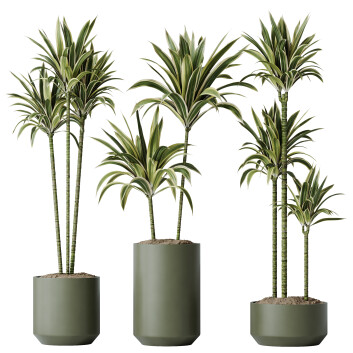 Rośliny doniczkowe  HQ House Dracaena Warneckii Lemon Lime Cane Dragon Set 02 Model 3D
