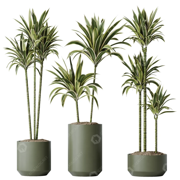 Potted Plants HQ House Dracaena Warneckii Lemon Lime Cane Dragon Set 02 3D  model #38109 | GreatCatalog