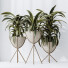 Rośliny doniczkowe House Dracaena Warneckii Lemon Lime Cane Dragon - Pandora-land