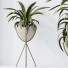 Rośliny doniczkowe House Dracaena Warneckii Lemon Lime Cane Dragon - Pandora-land
