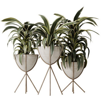 Rośliny doniczkowe  House Dracaena Warneckii Lemon Lime Cane Dragon Model 3D