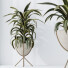 Rośliny doniczkowe House Dracaena Warneckii Lemon Lime Cane Dragon - Pandora-land