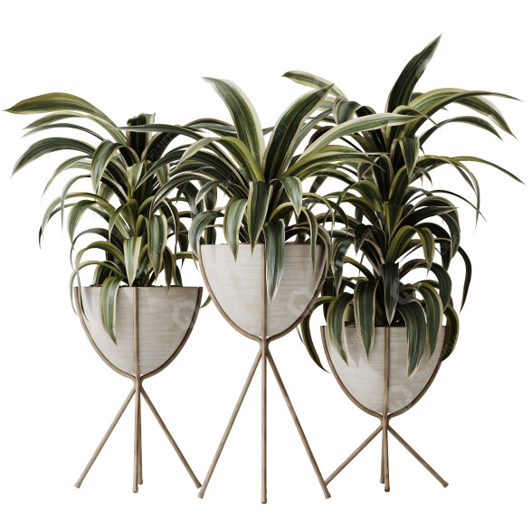 Rośliny doniczkowe House Dracaena Warneckii Lemon Lime Cane Dragon model 3D