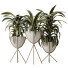 Rośliny doniczkowe House Dracaena Warneckii Lemon Lime Cane Dragon - Pandora-land