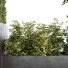 Árbol y arbustos HQ Caja de Jardín Exterior Volumen 34 - Pandora-land