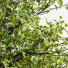 Drzewa Acer Buergerianum and Saccharinum Spring - Pandora-land