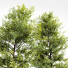 Drzewa Acer Buergerianum and Saccharinum Spring - Pandora-land