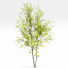 Drzewa Acer Buergerianum and Saccharinum Spring - Pandora-land
