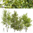 Drzewa Acer Buergerianum and Saccharinum Spring - Pandora-land