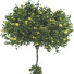 Baum Sammlung Set 116 - mio