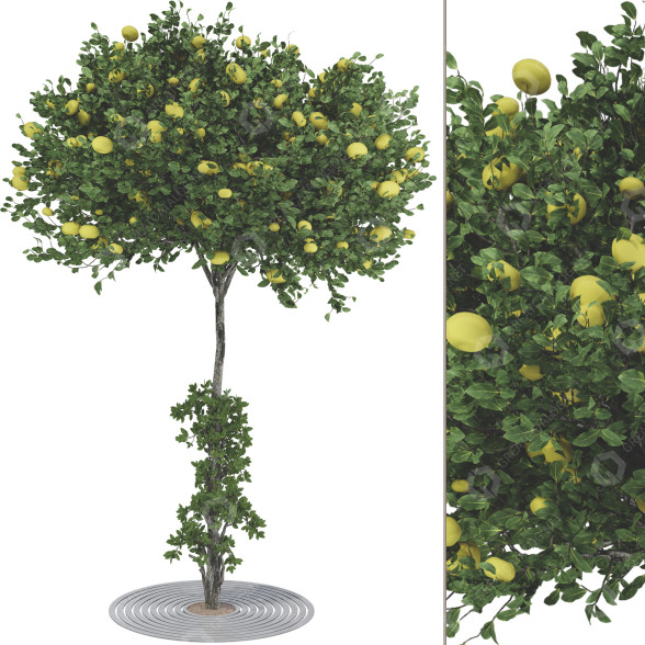Baum Sammlung Set 116 3D-Modell