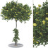 Baum Sammlung Set 116 - mio