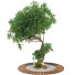 Árbol Conjunto de Colección 129 - mio