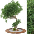 Árbol Conjunto de Colección 129 - mio