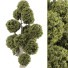 Tree Collection Set 144 - mio