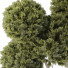 Tree Collection Set 144 - mio