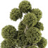 Tree Collection Set 144 - mio