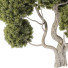 Tree Collection Set 144 - mio