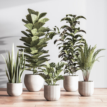 Plantes en pot  Ensemble intérieur 052 Modèle 3D