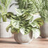 Plantes en pot Ensemble intérieur 053 - nasrinrad