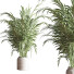 Plantes en pot Ensemble intérieur 053 - nasrinrad