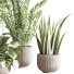 Plantes en pot Ensemble intérieur 053 - nasrinrad