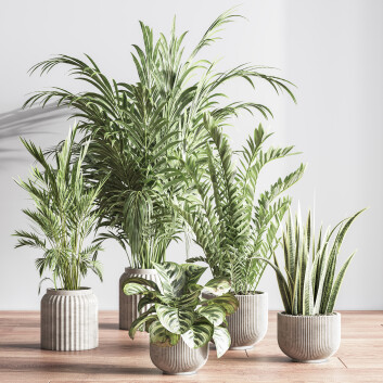 Plantes en pot  Ensemble intérieur 053 Modèle 3D