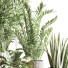 Plantes en pot Ensemble intérieur 053 - nasrinrad