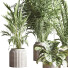 Plantes en pot Ensemble intérieur 053 - nasrinrad