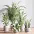 Plantes en pot Ensemble intérieur 053 - nasrinrad