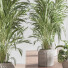 Plantes en pot Ensemble intérieur 053 - nasrinrad
