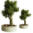 Bonsáis Plantas de interior 74 - uniquevry