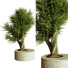 Bonsáis Plantas de interior 74 - uniquevry