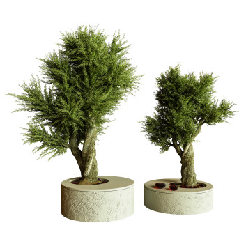 Bonsáis Plantas de interior 74 Modelo 3D