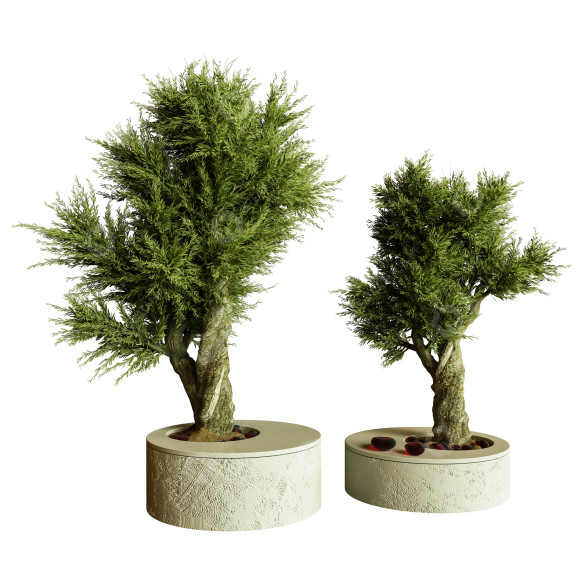 Bonsáis Plantas de interior 74 Modelo 3D