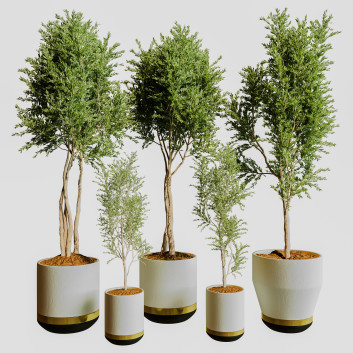Plantes en pot  Collection 139 Modèle 3D