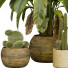 Plantes en pot Collection 145 - uniquevry