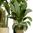 Plantes en pot Collection 145 - uniquevry
