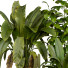 Plantes en pot Collection 145 - uniquevry