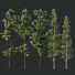 Bäume Pinus palustris und sphaeropteris lepifera - Pandora-land