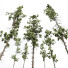 Bäume Pinus palustris und sphaeropteris lepifera - Pandora-land