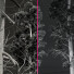 Bäume Pinus palustris und sphaeropteris lepifera - Pandora-land