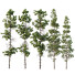 Bäume Pinus palustris und sphaeropteris lepifera - Pandora-land