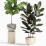 Plantas en macetas Conjunto de interior 18 - farshidtavakoli