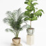 Plantas en macetas Conjunto de interior 18 - farshidtavakoli